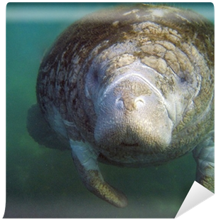 First Breath: Manatee Lesson Plan Grade 3-5 (400x400), Png Download