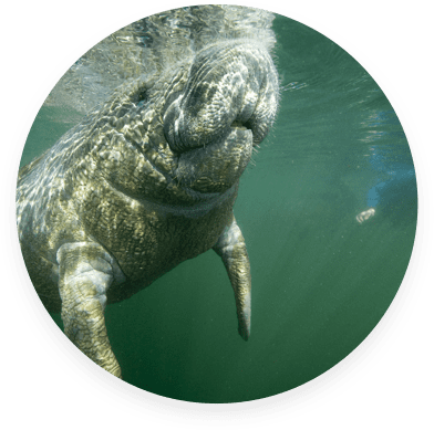 Home Manatee - Manatee (392x389), Png Download