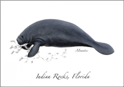 Manatee (500x500), Png Download