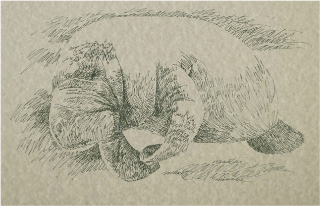 Portrait By Stephen Kline - Manatee (646x1000), Png Download