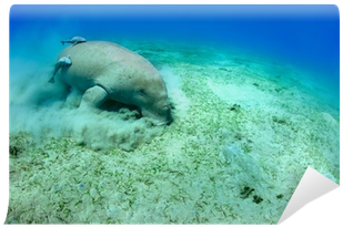 Manatee (400x400), Png Download