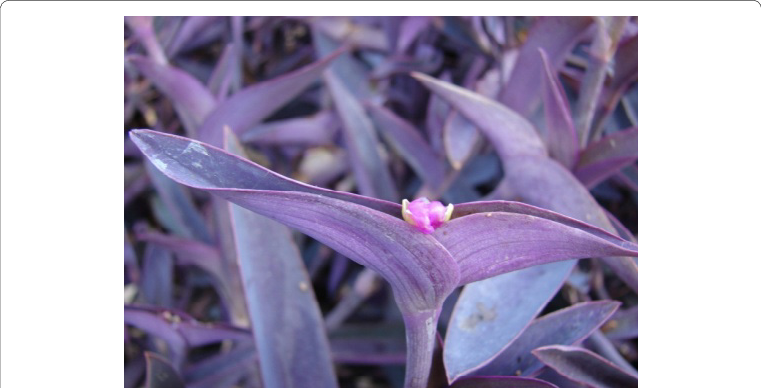 Whole Plant Of Purple Heart - Purple Wandering Jew (761x388), Png Download