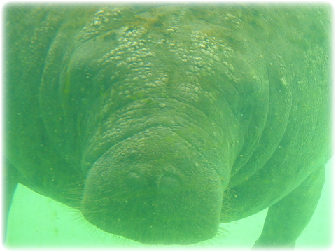 Image Details - Underwater (480x360), Png Download