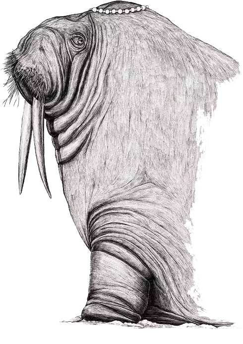 Clip Art Royalty Free Download Illustrator Poster Illustration - Walrus Head Drawing (600x755), Png Download