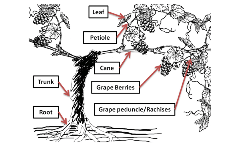 Distribution Of Rotundone In Different Grapevine Tissues - Grape Vine (850x519), Png Download