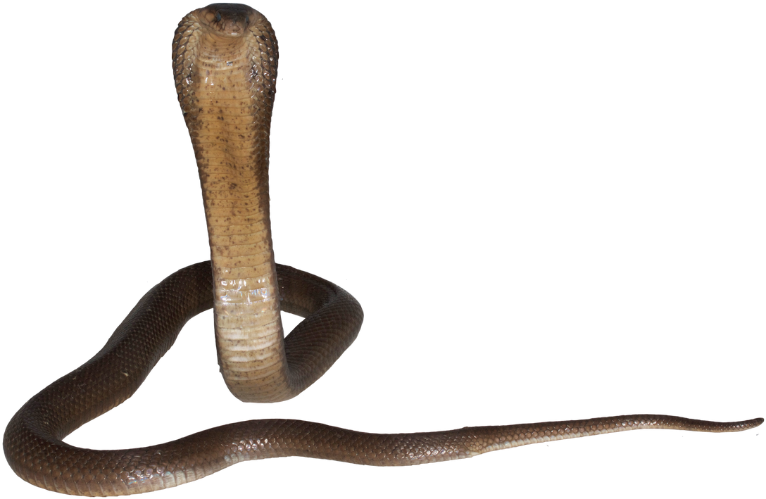 0 Replies 1 Retweet 0 Likes - Smooth Earth Snake (1200x800), Png Download