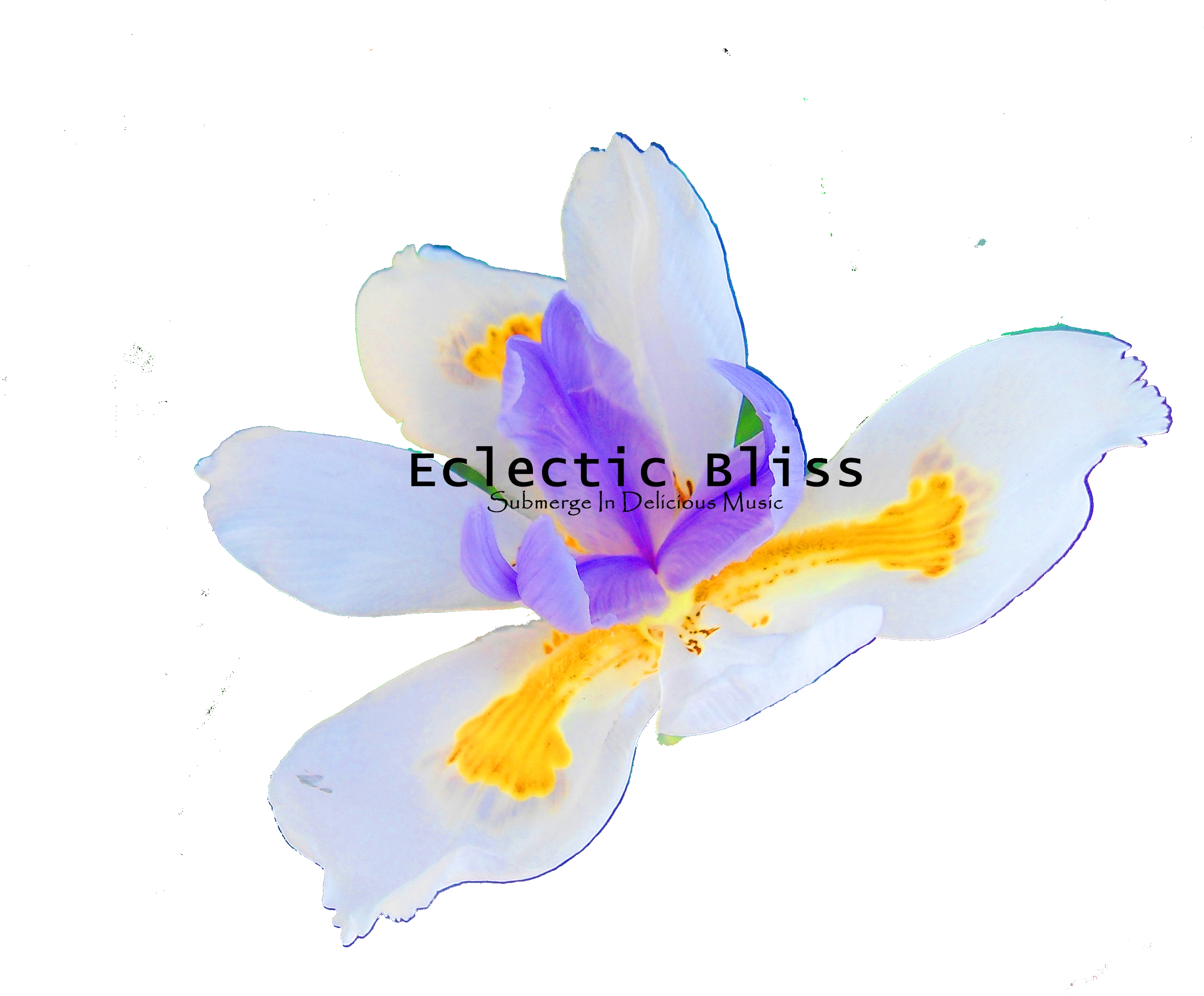 Nadine Burke Harris - Crocus (2652x2173), Png Download