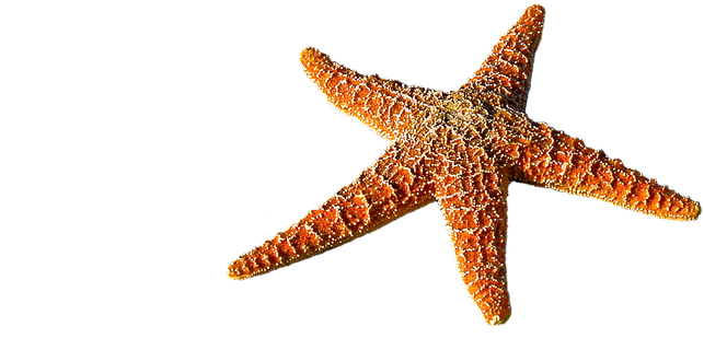 Starfish, Spur, Sea, Prickly, Marine Life, Sea Animal - Beach Destination Starfish Wedding Bridesmaid Tote (960x636), Png Download