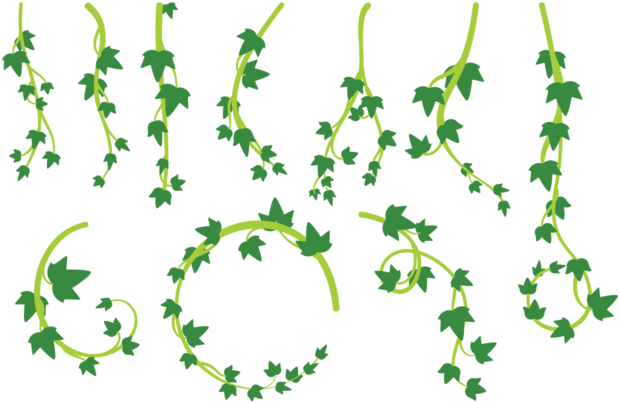 Liana Leaves Vector - Dibujo Lianas Png (700x490), Png Download