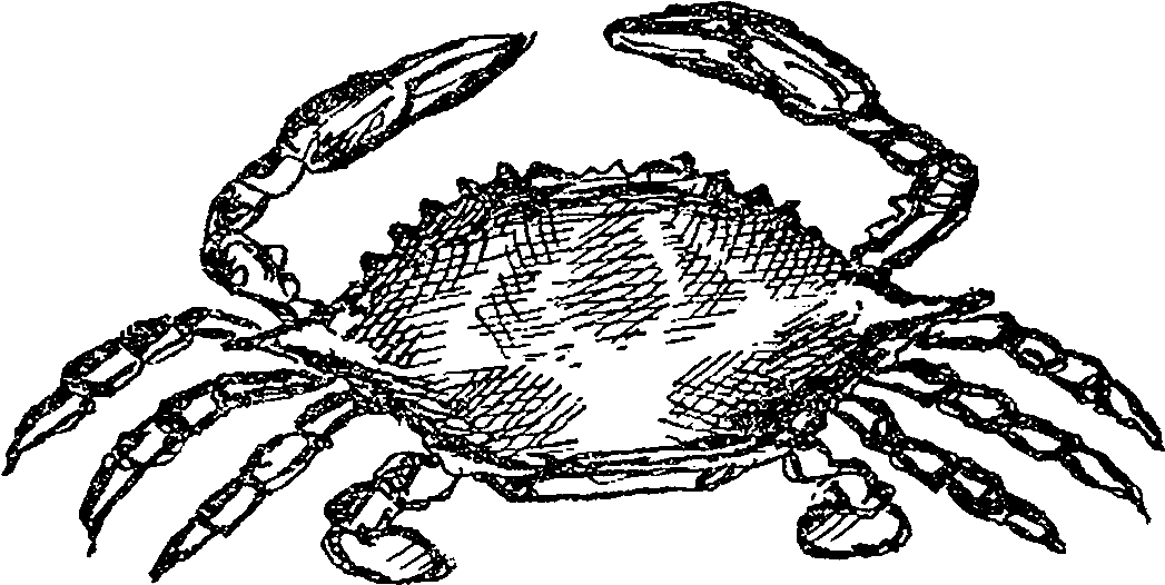 Digital Crab Sealife Downloads - Crab Png Illustration (1200x617), Png Download