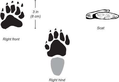 Honey Badger Tracks - Honey Badger Paw (484x326), Png Download