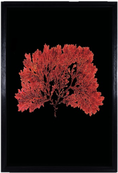 Sealife Wall Art Timothy Oulton (615x697), Png Download