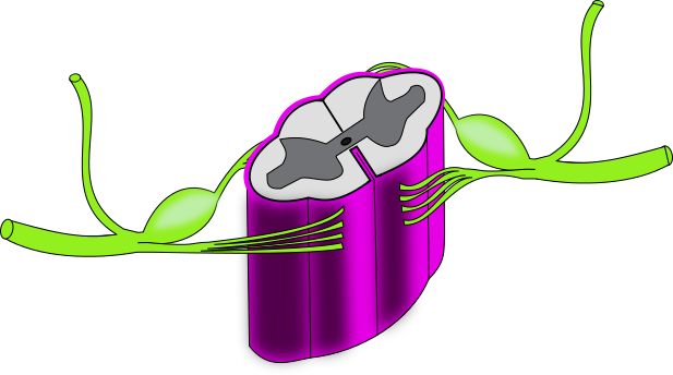 Ch13 Spinal Cord Closeup - Spinal Cord (617x344), Png Download