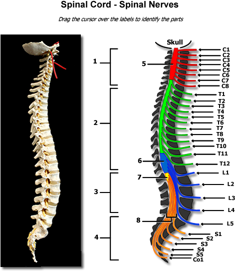 Human Anatomy Physiology Spinal - Human Anatomy Spinal Nerves (600x575), Png Download