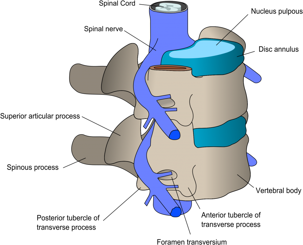 Parts Of Vertebral Body (1024x875), Png Download