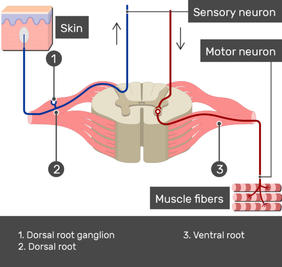 Image Showing A Spinal Cord Segment Connected To The - Ventral And Dorsal Root (581x550), Png Download