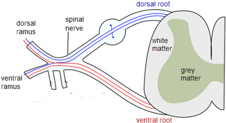 They Exit The Spinal Column At The Ventral Root, And - Guillain Barré Syndrome Spinal Cord (480x280), Png Download