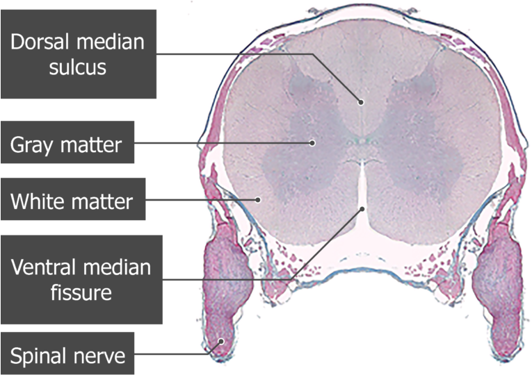 Microscope Image Of The Spinal Cord Segment Showing - Spinal Cord Cross Section Microscope (764x550), Png Download