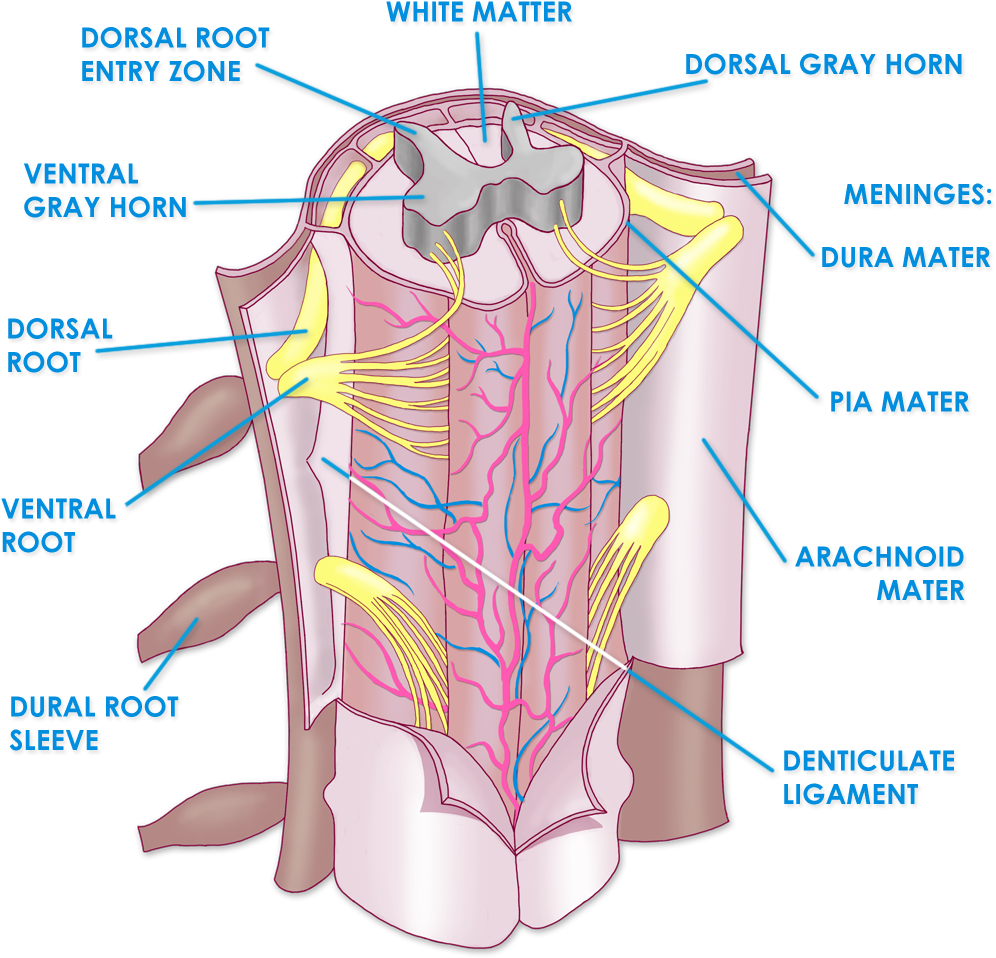 Spinal Cord Meninges - Spinal Cord Anatomy Denticulate Ligaments (1080x1026), Png Download