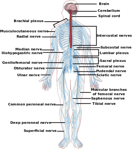 Spinal Cord Urdu Meaning - Nerves Red And Blue (476x500), Png Download