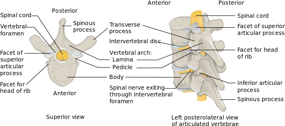Spinal Cord Levels - Vertebral Column (1000x470), Png Download