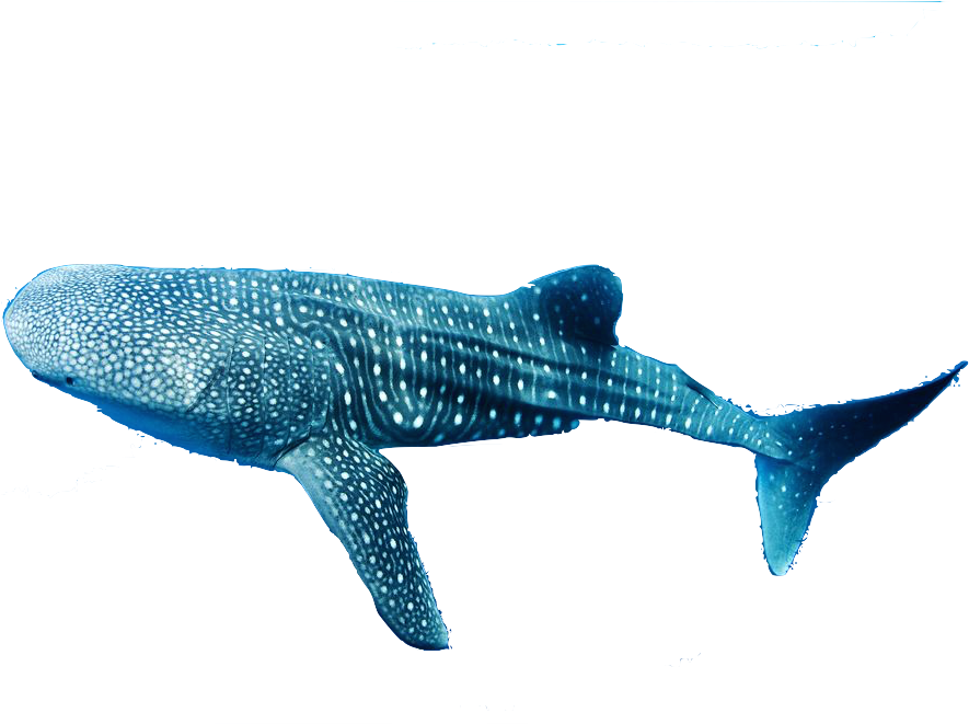 Extreme Organisms - Whale Shark No Background (990x660), Png Download