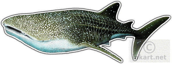 Whale Shark Decal - Whale Shark Postcards (package Of 8) (590x221), Png Download