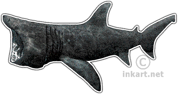 Basking Shark Decal - Basking Shark Throw Blanket (590x310), Png Download
