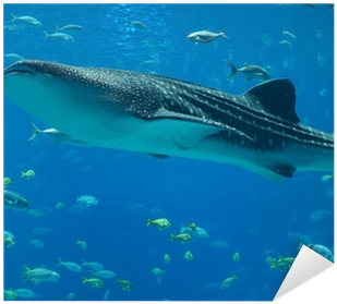 Whale Shark (400x400), Png Download