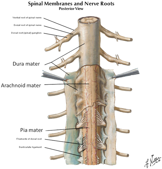 Spinal Cord Meninges [3] - Denticulate Ligaments And Filum Terminale (602x580), Png Download