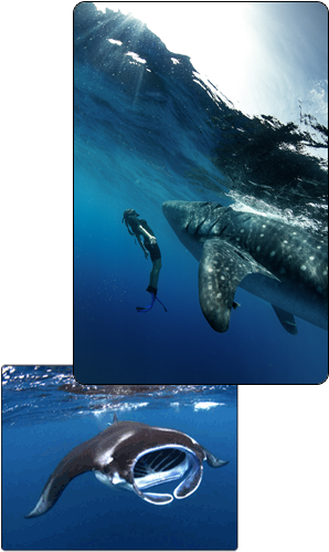 Scuba Diving Playa Del Carmen Mexico Playa - Underwater (300x530), Png Download