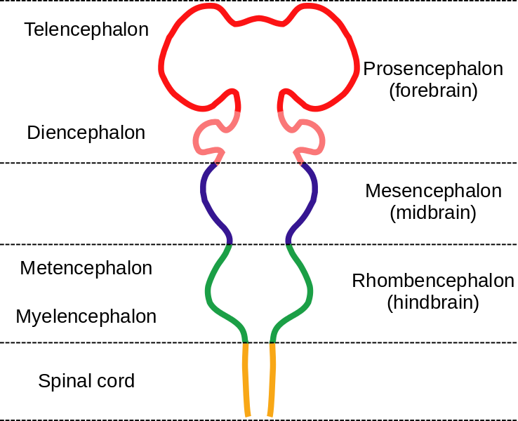 Embryonic Brain, Before It Folds Up Into What We Recognize - Embryological Divisions Of The Brain (738x600), Png Download