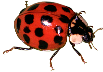 Other Bugs - Bugs (450x300), Png Download