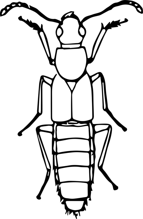 Ladybird Beetle Drawing Line Art True Bugs - Line Drawing Of A Bug (488x750), Png Download