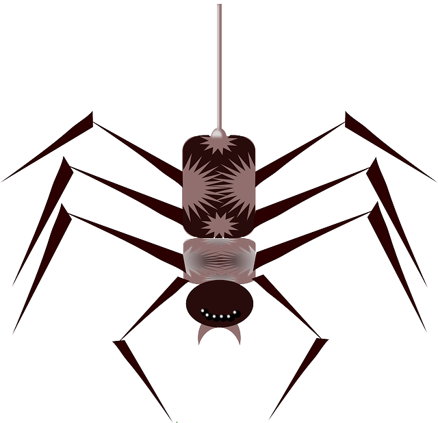 Cartoon, Bugs, Spider, Bug, Free, Web, Insect, Insects - Spider Animated Gif Png (640x618), Png Download