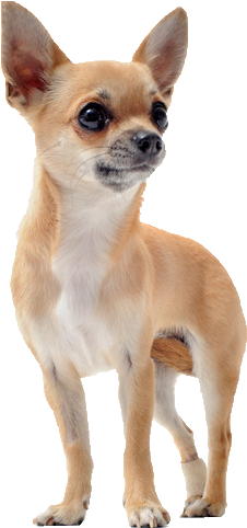 Picture Free Stock Beds And Collars For Chihuahuas - Chiwawa Png (365x547), Png Download