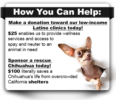 Donate Chihuahuas - Chihuahua Are Evil (480x430), Png Download
