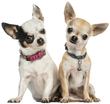 Looking For A Chihuahua Puppy Or Dog In Indianapolis, - Cute Chihuahua Pictures With Captions (560x370), Png Download