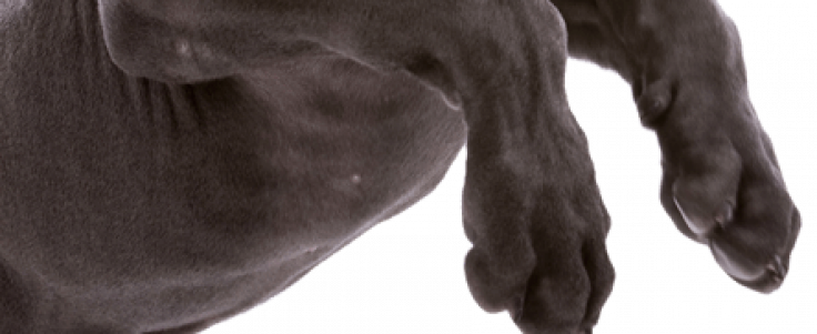 Pup Jumping Full Body1200h Png - Manatee (736x301), Png Download