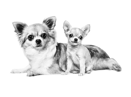 Chihuahua - Royal Canin (423x428), Png Download