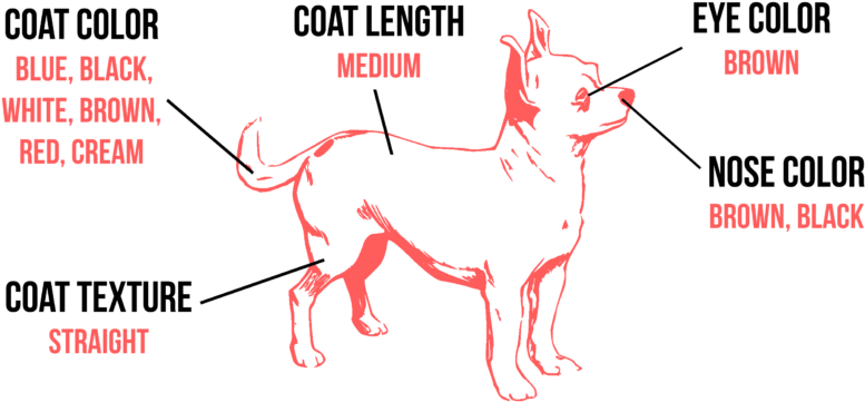 As Was Mentioned, The Size Of A Chihuahua Can Vary - Theq Camera,the First Social Camera,black And Blue,5mp,underwater (1024x433), Png Download