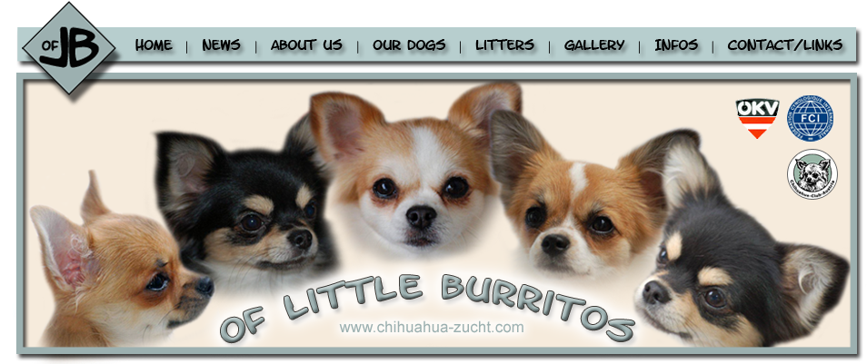 Chihuahua (960x409), Png Download