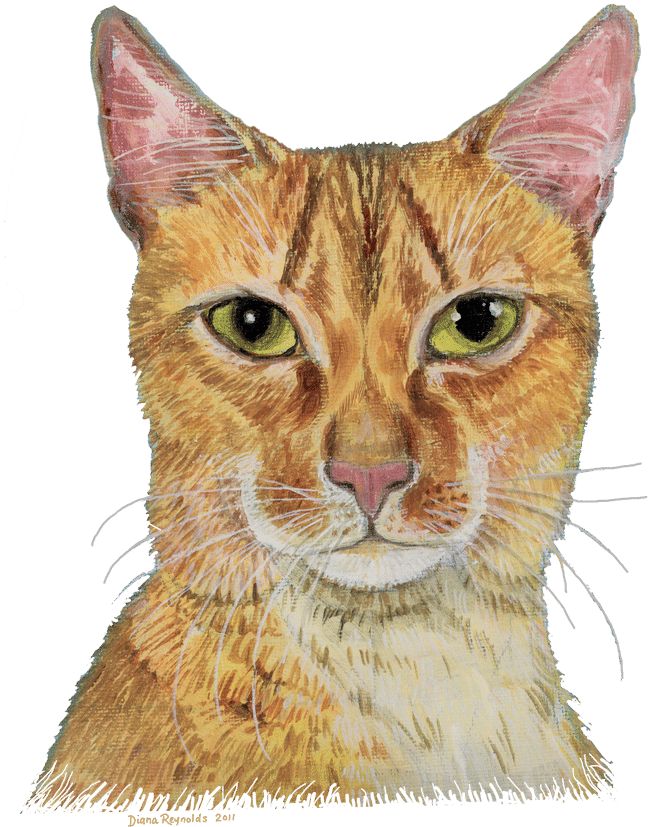 Long Haired Abyssinian Cat Watercolour - Cat (800x1067), Png Download