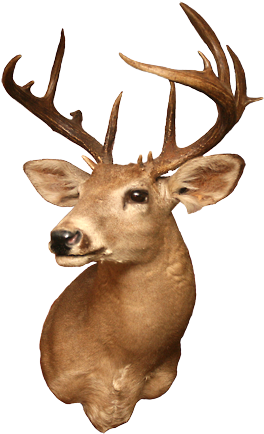 “gabino's Trophy Hunts Offers You A Chance To Take - Reindeer (285x440), Png Download