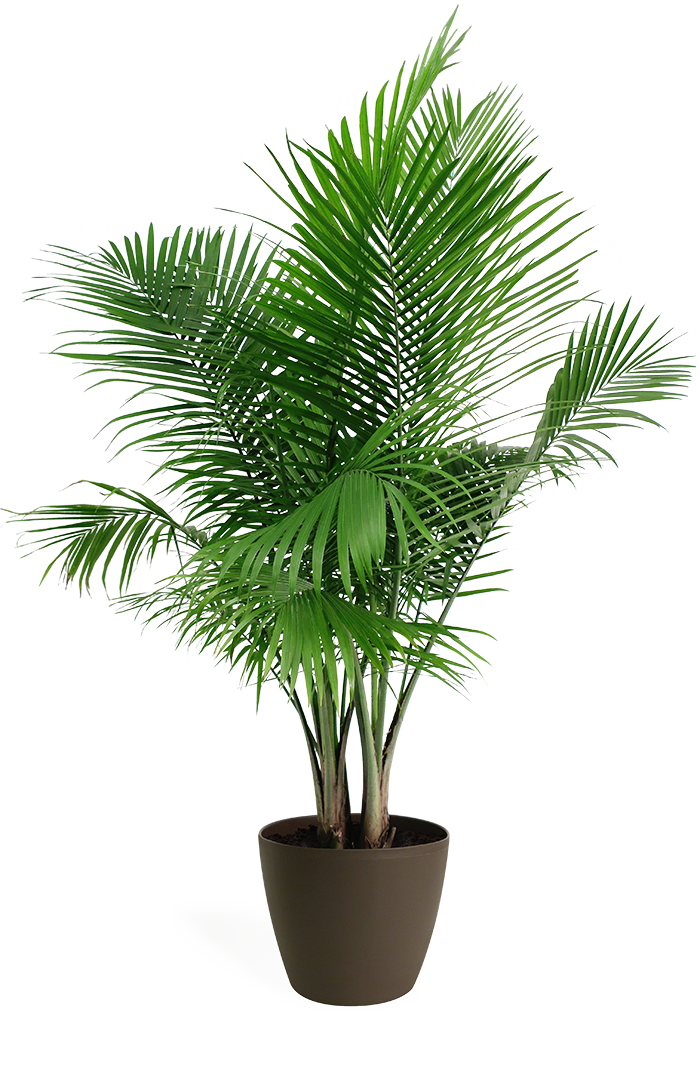 Majesty Palm - Palm House Plant Png (700x1065), Png Download
