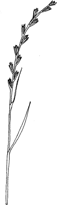 Spikelets In Alternate Rows Or A Dense Cluster, But - Single Grass Png (199x680), Png Download