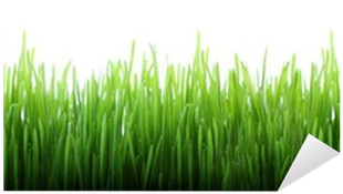 Grass (400x400), Png Download