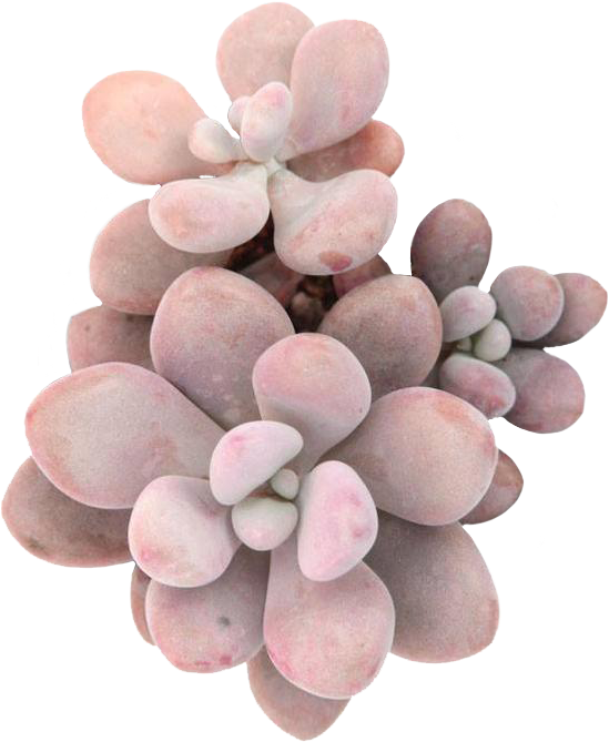 Couples Therapy - Moonstones Pachyphytum (720x720), Png Download