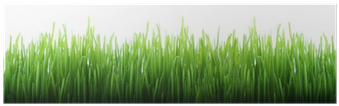 Grass (400x400), Png Download