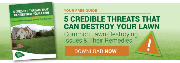 Threats To Beautiful Grass And Lawn Care Remedies - Lawn (630x220), Png Download